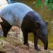 Bioparc Fuengirola, único centro de España que trabaja en la conservación del tapir malayo