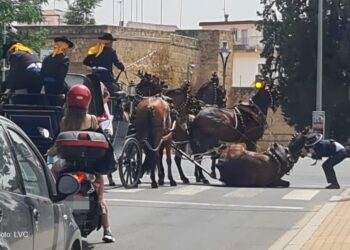 PACMA denuncia más de un centenar de caballos muertos en ferias y romerías en la última década
