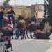 PACMA denuncia más de un centenar de caballos muertos en ferias y romerías en la última década