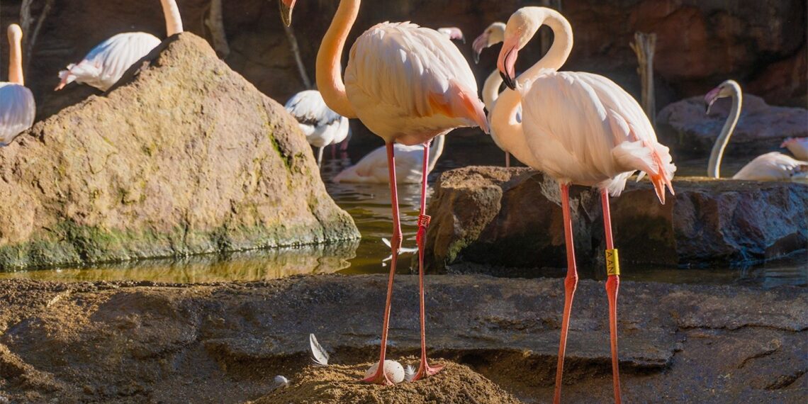 El equipo de Zoología de Bioparc Fuengirola trabaja para que los flamencos puedan iniciar su apareamiento