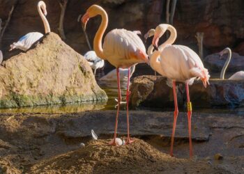 El equipo de Zoología de Bioparc Fuengirola trabaja para que los flamencos puedan iniciar su apareamiento