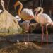 El equipo de Zoología de Bioparc Fuengirola trabaja para que los flamencos puedan iniciar su apareamiento