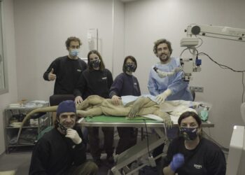 Reo, dragón de komodo de Bioparc Fuengirola, primero de Europa en ser operado de cataratas