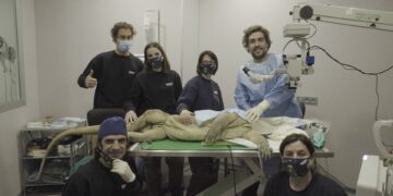 Reo, dragón de komodo de Bioparc Fuengirola, primero de Europa en ser operado de cataratas