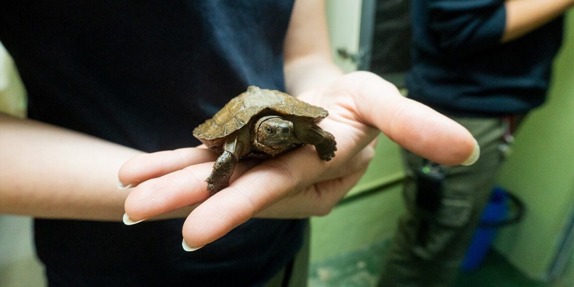 Nacen en Bioparc Fuengirola dos tortugas de una especie en grave peligro de extinción