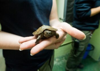Nacen en Bioparc Fuengirola dos tortugas de una especie en grave peligro de extinción