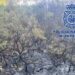 Evitado un incendio en el paraje natural de Montes de Málaga y detenido un hombre por provocar varios focos
