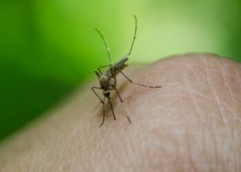 La Junta detecta riesgo de fiebre del Nilo en Benahavís, Estepona y Casares