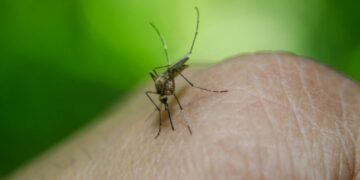 La Junta detecta riesgo de fiebre del Nilo en Benahavís, Estepona y Casares