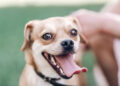 Fuengirola celebra este domingo el «Día del perro»