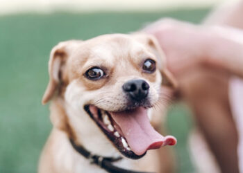 Fuengirola celebra este domingo el «Día del perro»