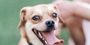 Fuengirola celebra este domingo el «Día del perro»