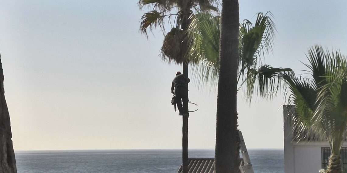 Arreglo y poda de 380 palmeras del litoral manilveño