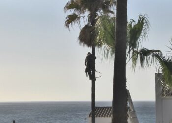 Arreglo y poda de 380 palmeras del litoral manilveño