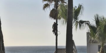 Arreglo y poda de 380 palmeras del litoral manilveño
