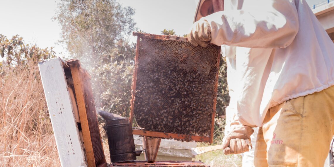 50 años cosechando el “oro dulce” de las colmenas de Sierra Bermeja