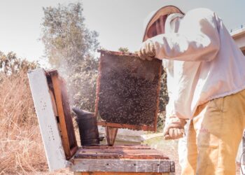 50 años cosechando el “oro dulce” de las colmenas de Sierra Bermeja