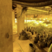 Desarticuladas dos bandas dedicadas al cultivo indoor de marihuana en Mijas