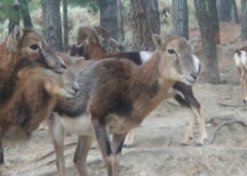 PACMA sobre el cierre de la Eco Reserva de Ojén: «se han adoptado medidas desproporcionadas»