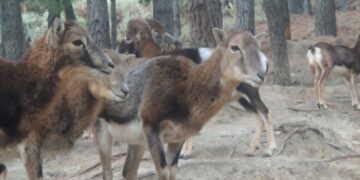 PACMA sobre el cierre de la Eco Reserva de Ojén: «se han adoptado medidas desproporcionadas»
