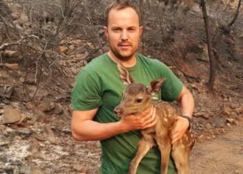 El incendio forestal de Pujerra quedará este miércoles perimetrado en su totalidad