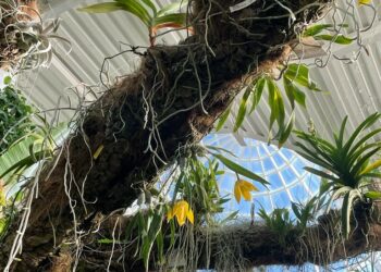 Florecen en el Parque Botánico-Orquidario dos ejemplares de una especie de intensa fragancia a cítricos