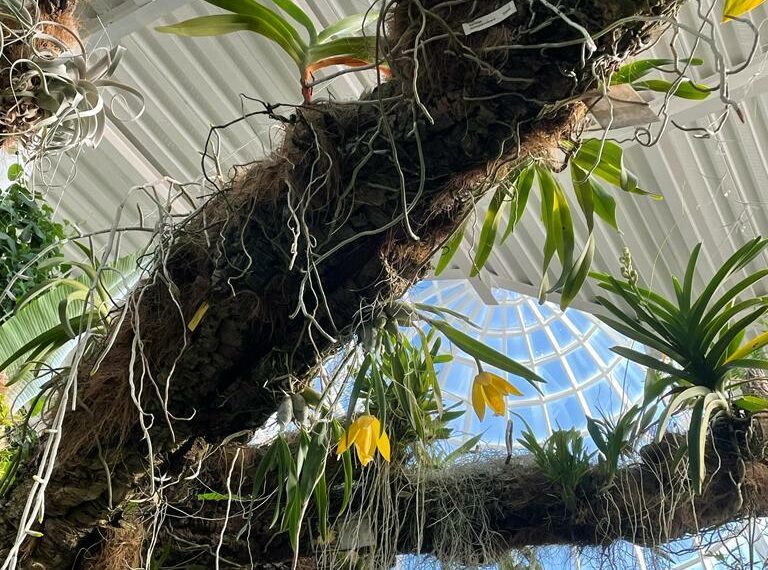 Florecen en el Parque Botánico-Orquidario dos ejemplares de una especie de intensa fragancia a cítricos