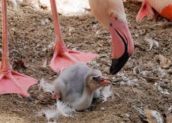 Nacen en Bioparc Fuengirola las primeras crías de flamenco rosa