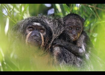 Nace en Selwo Marina un sakí de cara blanca