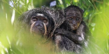 Nace en Selwo Marina un sakí de cara blanca