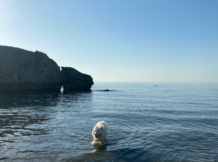 Estas son las mejores playas para ir con perros en la Costa del Sol