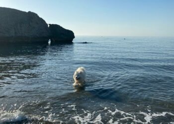 Estas son las mejores playas para ir con perros en la Costa del Sol