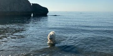 Estas son las mejores playas para ir con perros en la Costa del Sol
