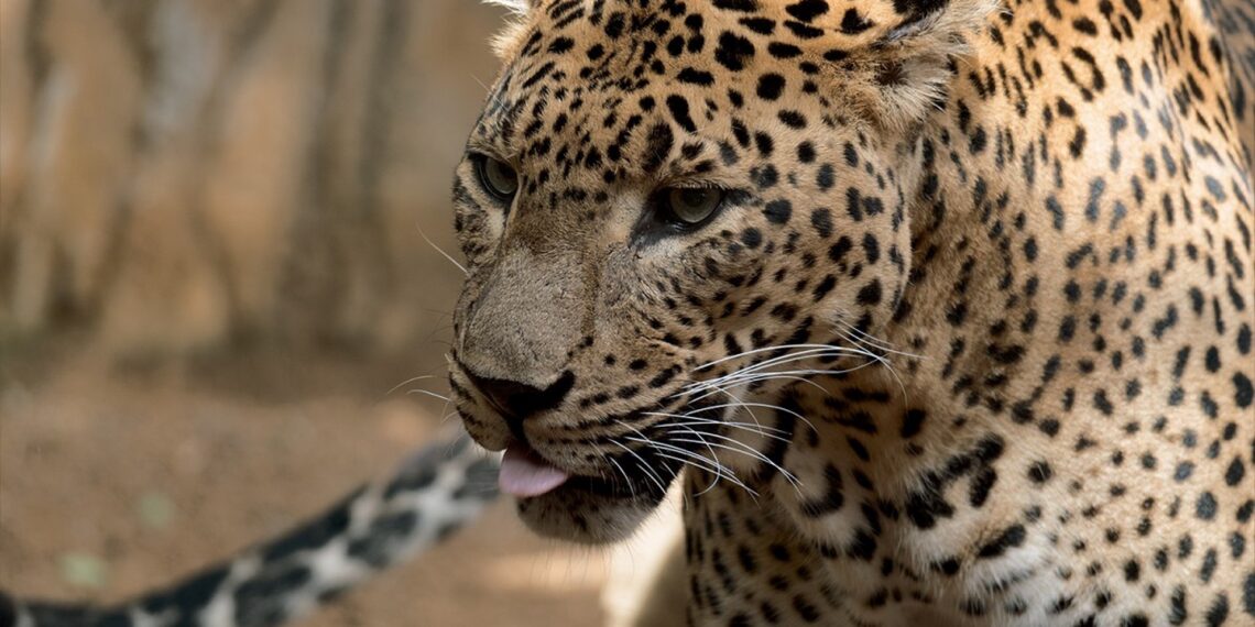 Muere Toñi, leopardo hembra de Sri Lanka que llevaba 17 años en Bioparc Fuengirola