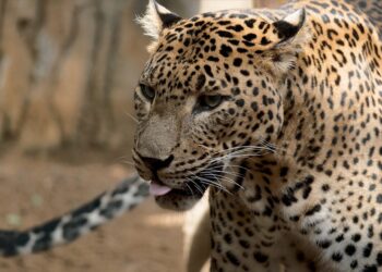 Muere Toñi, leopardo hembra de Sri Lanka que llevaba 17 años en Bioparc Fuengirola