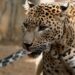 Muere Toñi, leopardo hembra de Sri Lanka que llevaba 17 años en Bioparc Fuengirola