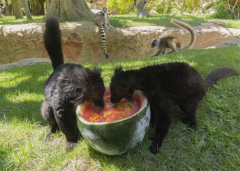 Bioparc Fuengirola elabora dietas específicas para hidratar a los animales ante las altas temperaturas