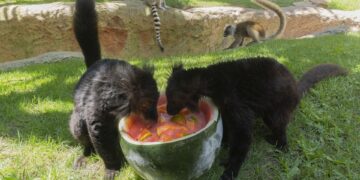 Bioparc Fuengirola elabora dietas específicas para hidratar a los animales ante las altas temperaturas