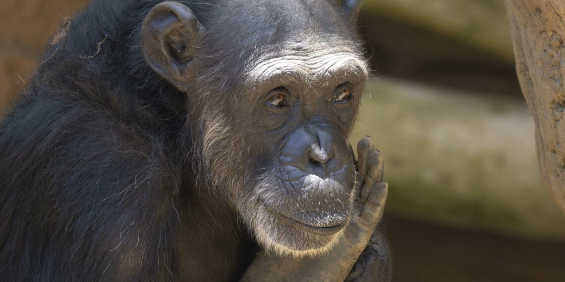 Julieta: la chimpancé que pasó de atracción turística en Costa del Sol y de estar enjaulada a vivir en Bioparc