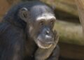 Julieta: la chimpancé que pasó de atracción turística en Costa del Sol y de estar enjaulada a vivir en Bioparc