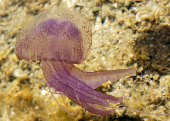Bandera amarilla por medusas en todo el litoral de Marbella y Estepona