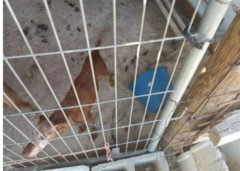 Denuncian el abandono sin agua ni comida de una decena de perros en Estepona