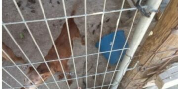 Denuncian el abandono sin agua ni comida de una decena de perros en Estepona