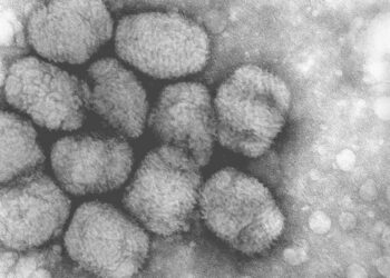 Sanidad confirma la segunda muerte por viruela del mono en España