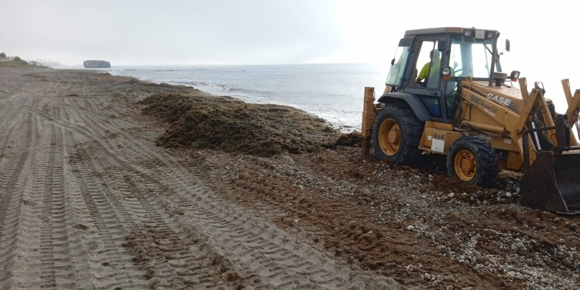 El alga invasora asiática vuelve a invadir las playas de Casares