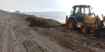 El alga invasora asiática vuelve a invadir las playas de Casares