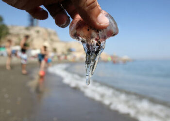 Las plaga de medusas se extiende por más playas de Estepona, Marbella y Benalmádena