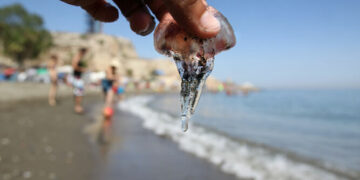 Las plaga de medusas se extiende por más playas de Estepona, Marbella y Benalmádena