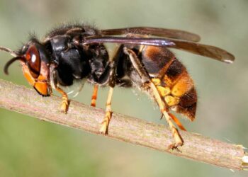 Unidad de Alergia a veneno de avispas y abejas del Hospital Regional vacuna a 40 pacientes nuevos cada año