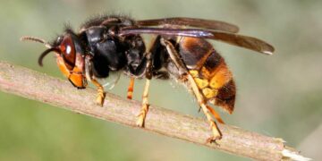 Unidad de Alergia a veneno de avispas y abejas del Hospital Regional vacuna a 40 pacientes nuevos cada año